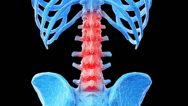 Huesos Espalda Humana Ilustración — Foto de Stock