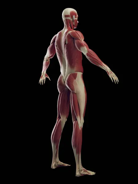Sistema Muscular Masculino Ilustração — Fotografia de Stock