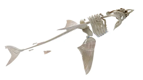 Illustration Shark Skeleton — Stock Photo, Image