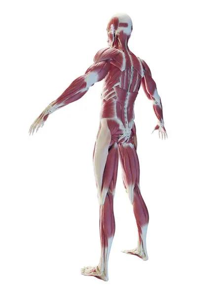 Мужская Мышечная Система Иллюстрация — стоковое фото