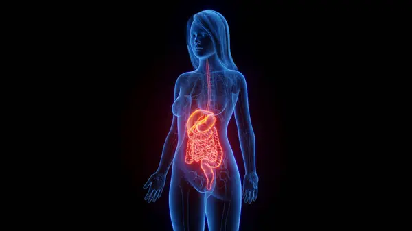 Female Digestive System Illustration — Stock Photo, Image