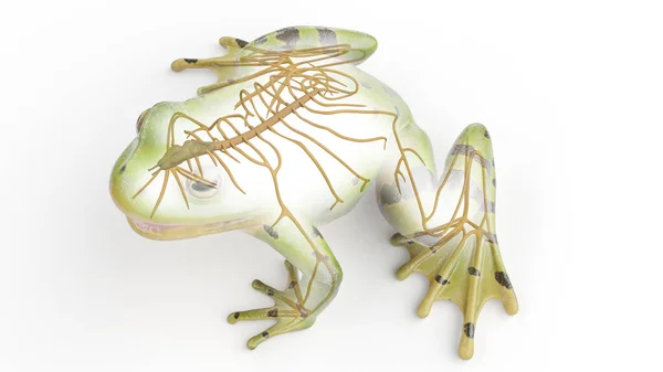 Нервная Система Лягушки Иллюстрация — стоковое фото