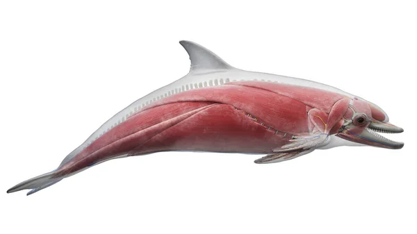 Sistema Muscular Del Delfín Ilustración —  Fotos de Stock