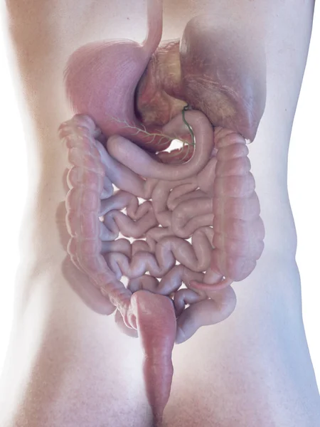 Sistema Digestivo Masculino Ilustración — Foto de Stock