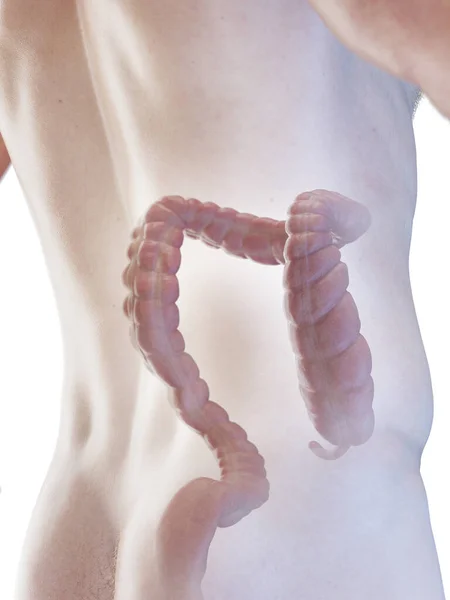 男性大腸 イラスト — ストック写真