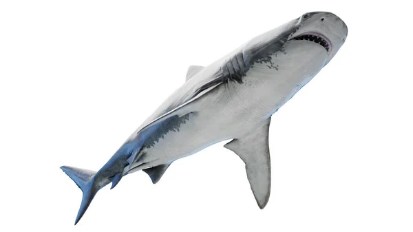 Illustration Requin Tigre — Photo