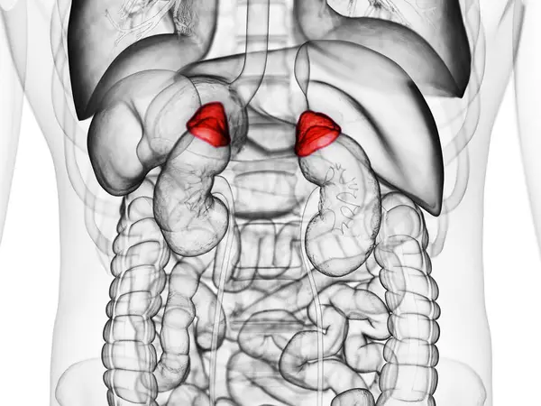 Glândula Adrenal Humana Ilustração — Fotografia de Stock