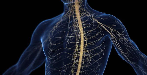 Чоловіча Нервова Система Ілюстрація — стокове фото