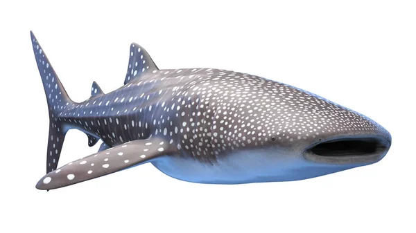 상어의 일러스트 — 스톡 사진