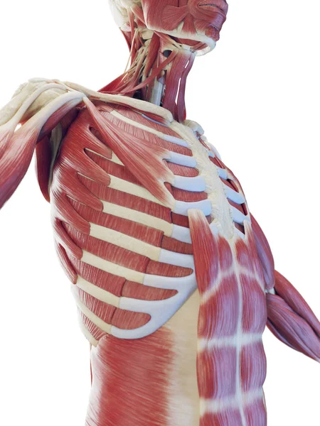 Sistema Muscular Tronco Ilustração — Fotografia de Stock