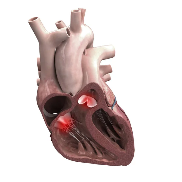 Ilustração Coração Humano — Fotografia de Stock