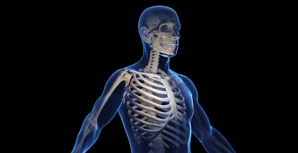 Male Skeletal System Illustration — Stock Photo, Image
