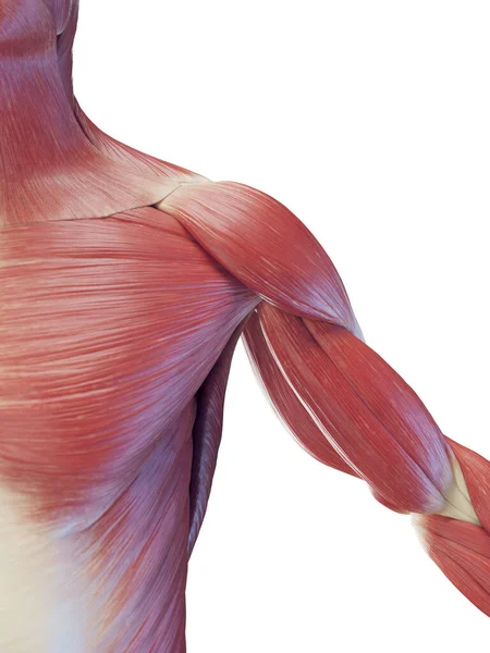 Männliche Oberkörpermuskeln Illustration — Stockfoto