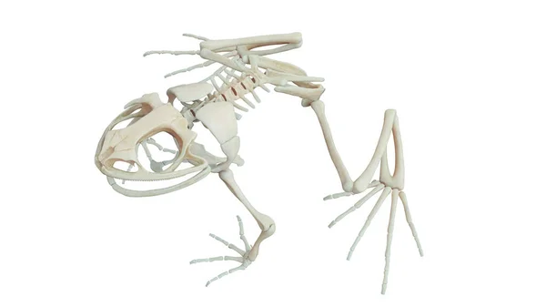 System Szkieletowy Żaby Ilustracja — Zdjęcie stockowe