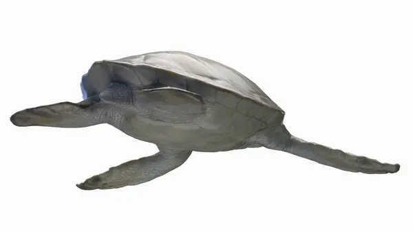 Illustratie Van Zeeschildpad — Stockfoto