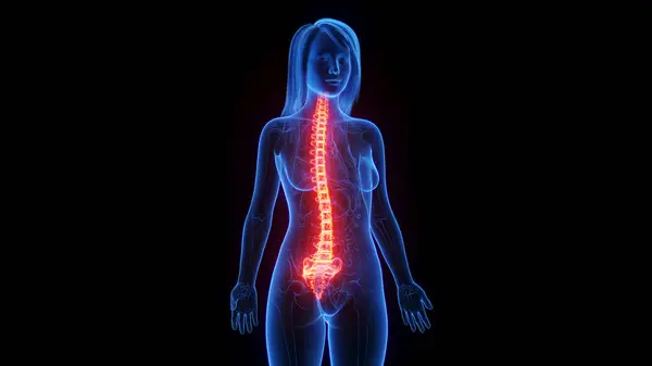 Illustration Female Spine — Stock Photo, Image