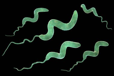 Kampüs bakterisi, bilgisayar çizimi. Gram-negatif spiral şekilli bakteri, Campylobacter jejuni ve C. coli insanlarda kampülobakteriye neden olur..