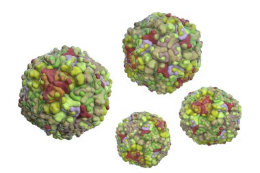 Eko virüsleri, bilgisayar çizimleri. Eko virüsleri, Enterovirüs cinsinden solunum ve gastrointestinal enfeksiyonlar da dahil olmak üzere çeşitli hastalıklara yol açtığı bilinen küçük, tek iplikli RNA (ribonükleik asit) virüslerinden oluşan bir gruptur..