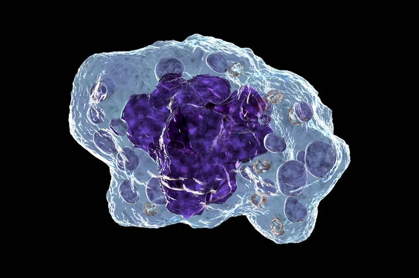 Computer Illustration Showcasing Inner Structure Macrophage Cell Revealing Its Vital — Stock Photo, Image