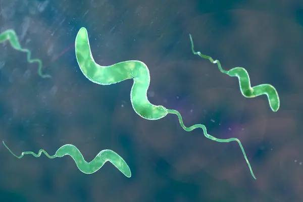 Campylobacter Bacteria Computer Illustration Gram Negative Spiral Shaped Bacteria Campylobacter — Stock Photo, Image