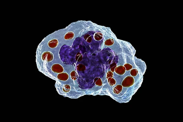 Histoplasma Capsulatum Yeasts Macrophage Cell Computer Illustration Histoplasma Parasitic Yeast — Stock Photo, Image