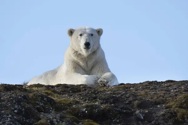 Polar Bear Ursus Maritimus Photographed Spitsbergen Norway August — Stock Photo, Image
