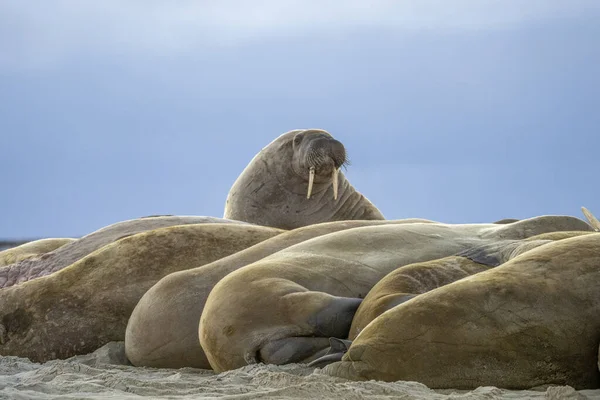 Atlantic Walrus Odobenus Rosmarus Large Gregarious Relative Seal Has Tusks — Stock Photo, Image