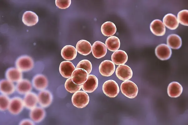 Computer Illustration Staphylococcus Bacteria Genus Gram Positive Bacteria Known Causing — Stock Photo, Image