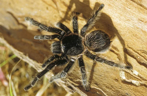 Tarantulas Comprise Group Large Often Hairy Spiders Family Theraphosidae — Stock Photo, Image