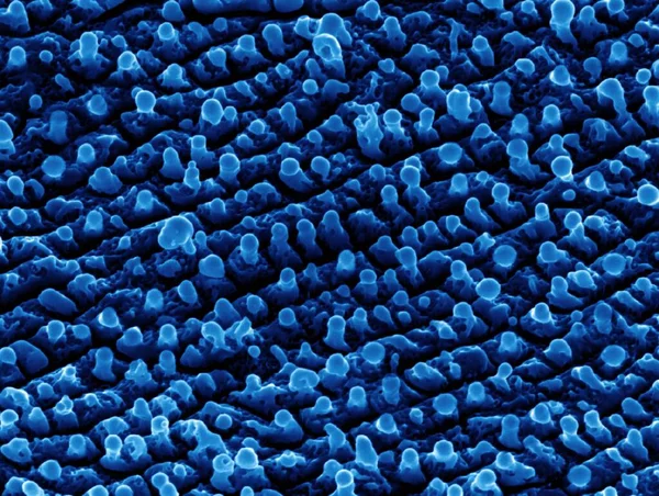 Nanoestruturas Tungsténio Micrografia Eletrônica Varredura Colorida Sem Nanoestruturas Formadas Uma — Fotografia de Stock