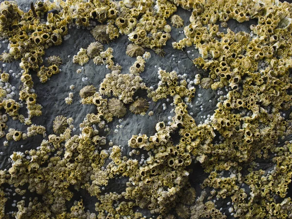Macro Photograph Barnacles Balanus Glandula Coastal Rocks Photographed Cardigan Bay — Stock Photo, Image