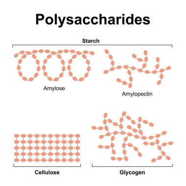 Scientific Designing of Polysaccharides Types. Starch, Cellulose And Glycogen. Colorful Symbols. clipart
