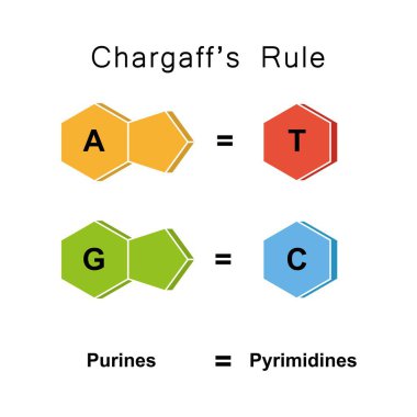 Scientific designing of Chargaff's rule, illustration. clipart