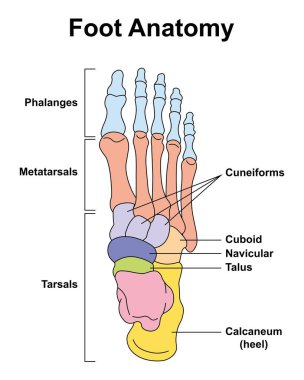 Scientific Designing of Foot Bones Anatomy. Human Foot Structure. Colorful Symbols. Vector Illustration. clipart