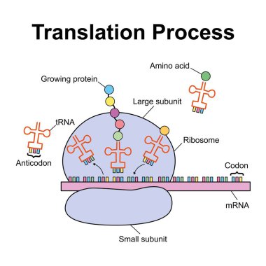 Scientific designing of Translation process, illustration. clipart