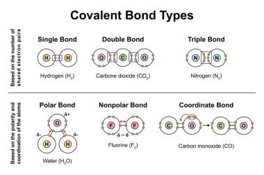 Scientific Designing Of Covalent Bond Types, illustration. clipart