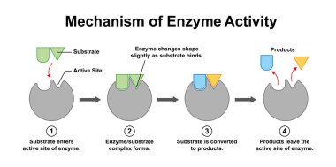 Scientific Designing Of Enzyme Activity Mechanism, illustration. clipart