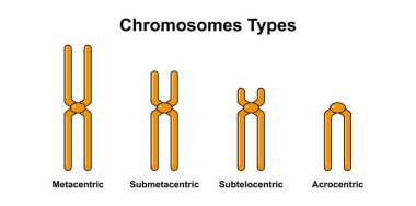 Chromosome types, colorful illustration.. clipart