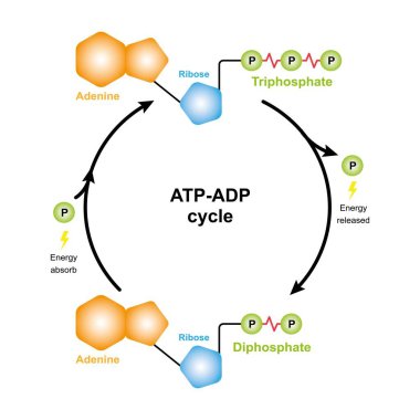Scientific designing of  ATP-ADP cycle, illustration. clipart