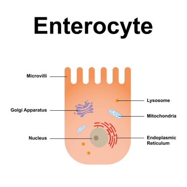 Scientific Designing Of Enterocyte Structure, illustration. clipart