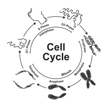 Cell cycle, black and white illustration. clipart