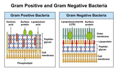Scientific designing of Gram positive and Gram negative bacteria, illustration. clipart