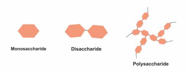 Monosaccharide, Disaccharide ve Polisakkaride arasındaki Bilimsel Farklılıkların Tasarımı. Karbonhidratlar ve Şekerler Terminolojisi, illüstrasyon.