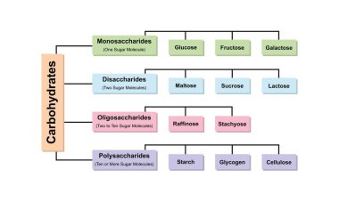 Karbonhidrat tipleri, 3 boyutlu illüstrasyon.
