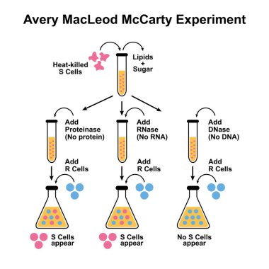 Avery MacLeod McCarty Experiment illustration. Colorful Symbols. clipart