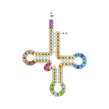 Transfer RNA, colorful illustration. clipart