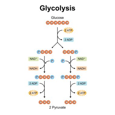 Scientific Designing of Glycolysis Steps, illustration. clipart