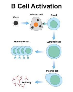 Scientific designing of B cell activation, illustration. clipart