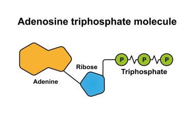 Scientific designing of ATP molecule, illustration. clipart