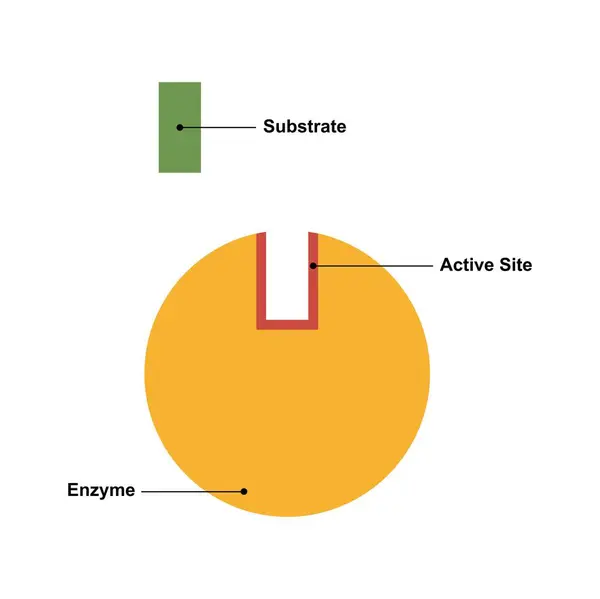 Vědecké Navrhování Struktury Enzymu Ilustrace — Stock fotografie